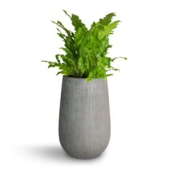 Asplenium Nidus Campio - Champion's Bird's Nest Fern -Indoor Plant Store Asplenium nidus Campio Champion s Bird s Nest Fern 17x40cm Patt High Plant Vase Ridged Dark Grey 29x43cm