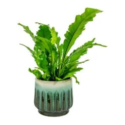 Asplenium Nidus Campio - Champion's Bird's Nest Fern -Indoor Plant Store Asplenium nidus Campio Champion s Bird s Nest Fern alice Plant Pot Ocean