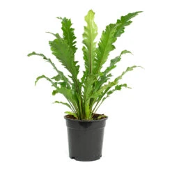 Asplenium Nidus Campio - Champion's Bird's Nest Fern -Indoor Plant Store Asplenium nidus Campio Champions Birds Nest Fern 17cm New