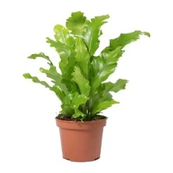 Asplenium Nidus Campio - Champion's Bird's Nest Fern -Indoor Plant Store Asplenium nidus Campio Champions Birds Nest Fern