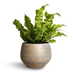 Noor Plant Pot - Metallic Grey -Indoor Plant Store Asplenium nidus Crispy Wave Pleated Bird s Nest Fern 12x30cm Noor Plant Pot Metallic Grey 16x13cm