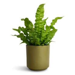Asplenium Nidus Crispy Wave - Pleated Bird's Nest Fern