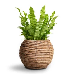 Asplenium Nidus Crispy Wave - Pleated Bird's Nest Fern -Indoor Plant Store Asplenium nidus Crispy Wave Pleated Bird s Nest Fern Lida Plant Basket Natural