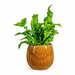 Asplenium Nidus Crispy Wave - Pleated Bird's Nest Fern -Indoor Plant Store Asplenium nidus Crispy Wave Pleated Bird s Nest Fern Mischa Plant Pot Caramel
