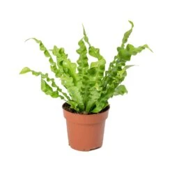 Asplenium Nidus Crispy Wave - Pleated Bird's Nest Fern -Indoor Plant Store Asplenium nidus Crispy Wave Pleated Birds Nest Fern 30cm