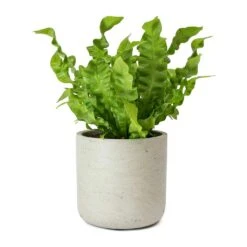 Asplenium Nidus Crispy Wave - Pleated Bird's Nest Fern -Indoor Plant Store Asplenium nidus Crispy Wave Pleated Birds Nest Fern Charlie Grey Plant Pot
