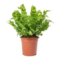 Asplenium Nidus Crispy Wave - Pleated Bird's Nest Fern -Indoor Plant Store Asplenium nidus Crispy Wave Pleated Birds Nest Fern Large