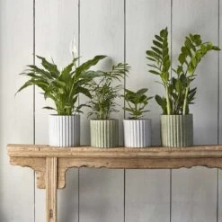 Azalea Ribbed Plant Pot - Speckled Grey Stone 13 Azalea Ribbed Plant Pot - Speckled Grey Stone -Indoor Plant Store Azalea Ribbed Plant Pot Speckled Green Grey Stone 71a3b4c6 1038 4a69 8560 db5cdee2019f