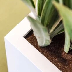 Balcony Planter - Matt White -Indoor Plant Store Balcony Planter Matt White Close Up