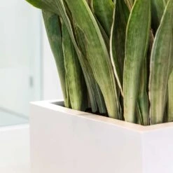 Balcony Planter - Matt White -Indoor Plant Store Balcony Planter Matt White Sansevieria