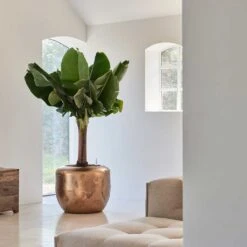 Opus Raw Couple Planter - Gold -Indoor Plant Store Baq Opus Raw Couple Gold 2