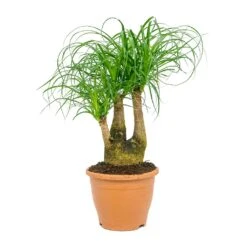 Beaucarnea - Pony Tail Palm - Branched -Indoor Plant Store Beaucarnea Pony Tail Palm Branched 23x60cm