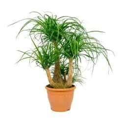 Beaucarnea - Pony Tail Palm - Branched -Indoor Plant Store Beaucarnea Pony Tail Palm Branched 26x75cm