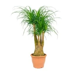 Beaucarnea - Pony Tail Palm - Branched -Indoor Plant Store Beaucarnea Pony Tail Palm Branched 29x90cm