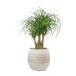Beaucarnea - Pony Tail Palm - Branched -Indoor Plant Store Beaucarnea Pony Tail Palm Branched Merin Sand Plant Pot 51433ca5 3fd9 47ab 9577 d3ad18ee5fcc