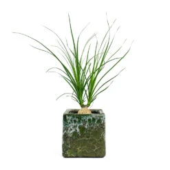 Beaucarnea - Pony Tail Palm - Orb 20 Beaucarnea - Pony Tail Palm - Orb -Indoor Plant Store Beaucarnea Pony Tail Palm Orb Lava Cube Relic Planter Jade 2acf75ca d454 4cd6 afa4 9df339f535cd