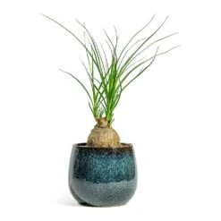 Beaucarnea - Pony Tail Palm - Orb 13 Beaucarnea - Pony Tail Palm - Orb -Indoor Plant Store Beaucarnea Pony Tail Palm Orb Odile Plant Pot Moss 2bd8b98d daeb 4b56 858a 0f9118d58af2