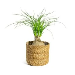 Beaucarnea - Pony Tail Palm - Orb 15 Beaucarnea - Pony Tail Palm - Orb -Indoor Plant Store Beaucarnea Pony Tail Palm Orb Stef Plant Baskets Set of 5 Natural