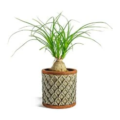 Beaucarnea - Pony Tail Palm - Orb 14 Beaucarnea - Pony Tail Palm - Orb -Indoor Plant Store Beaucarnea Pony Tail Palm Orb liam grey plant pot 4233c5cf da52 4d38 83e5 c3f65691695a
