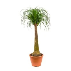 Beaucarnea - Pony Tail Palm - Single Stem -Indoor Plant Store Beaucarnea Pony Tail Palm Single Stem 100cm