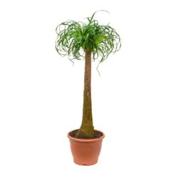 Beaucarnea - Pony Tail Palm - Single Stem -Indoor Plant Store Beaucarnea Pony Tail Palm Single Stem 125cm