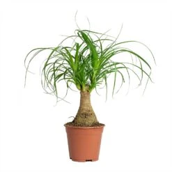 Beaucarnea - Pony Tail Palm - Single Stem -Indoor Plant Store Beaucarnea Pony Tail Palm Single Stem 14x35cm