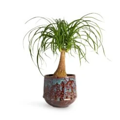 Beaucarnea - Pony Tail Palm - Single Stem -Indoor Plant Store Beaucarnea Pony Tail Palm Single Stem 19x60cm Noud Plant Pot Marrakesh 26x22cm 19c824a1 2309 4a76 8967 3aeaa074d12e