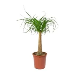 Beaucarnea - Pony Tail Palm - Single Stem -Indoor Plant Store Beaucarnea Pony Tail Palm Single Stem