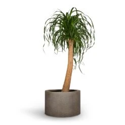 Beaucarnea - Pony Tail Palm - Single Stem -Indoor Plant Store Beaucarnea Pony Tail Palm Single Stem 30x125cm Grigio Cylinder Planter Natural Concrete 48x32cm 71043c72 6bae 4523 b890 9e1e6cb57d62