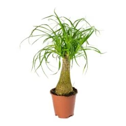 Beaucarnea - Pony Tail Palm - Single Stem -Indoor Plant Store Beaucarnea Pony Tail Palm Single Stem 45cm