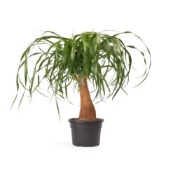 Beaucarnea - Pony Tail Palm - Single Stem -Indoor Plant Store Beaucarnea Pony Tail Palm Single Stem 45cm cb626979 d715 4d9f aa65 48b09f061a33