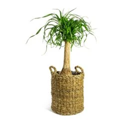 Beaucarnea - Pony Tail Palm - Single Stem -Indoor Plant Store Beaucarnea Pony Tail Palm Single Stem Joris Plant Baskets Set of 3 Natural