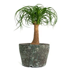 Beaucarnea - Pony Tail Palm - Single Stem -Indoor Plant Store Beaucarnea Pony Tail Palm Single Stem Lava Couple Straight Relic Planter Jade c4283446 fe6d 49e3 b2e4 802b1f90b6b6