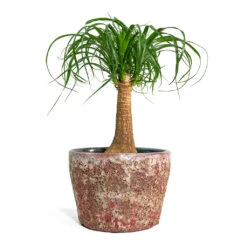 Beaucarnea - Pony Tail Palm - Single Stem -Indoor Plant Store Beaucarnea Pony Tail Palm Single Stem Lava Couple Straight Relic Planter Pink bf785c89 49a1 46a7 93ae addd3b5bf061