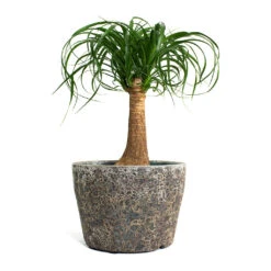 Lava Couple Straight Relic Planter - Rust -Indoor Plant Store Beaucarnea Pony Tail Palm Single Stem Lava Couple Straight Relic Planter Rust