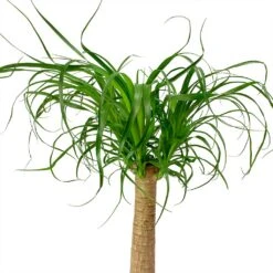 Beaucarnea - Pony Tail Palm - Single Stem -Indoor Plant Store Beaucarnea Pony Tail Palm Single Stem Leaves