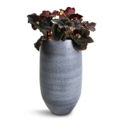 Esra Plant Vase - Mystic Grey -Indoor Plant Store Begonia BD Rex Anne Begonia 12x20cm Esra Plant Vase Graphite 20x35cm