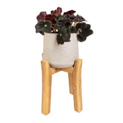 Patt Plant Pot - Tall Stand - Grey Washed 10 Patt Plant Pot - Tall Stand - Grey Washed -Indoor Plant Store Begonia BD Rex Anne Begonia 12x20cm Patt Plant Pot Tall Stand Grey Washed 23x34cm d811cb27 bdee 4fa1 888c a593aab716f9