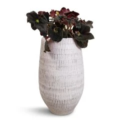 Ryan Plant Vase - White Black -Indoor Plant Store Begonia BD Rex Anne Begonia 12x20cm Ryan Plant Vase White Black 18x30cm cf4e0010 7d21 48a2 b45e 31c71ef7d4eb