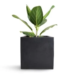 Fleur Natural Planter - Black -Indoor Plant Store Bengal Fig Fleur Natural Planter Black 20x20x20cm