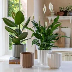 Bourton Scalloped Plant Pot - Sage -Indoor Plant Store BourtonScallopedPlantPot Ivory 18x18cm aa22b863 c25f 4b00 b03d 338614f0a39c