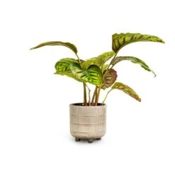 Calathea Flamestar 8 Calathea Flamestar -Indoor Plant Store Calathea Flamestar 14x45cm Denise Plant Pot Off White 17x17cm