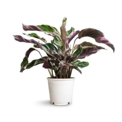 Calathea Fusion White -Indoor Plant Store Calathea Fusion White 14x35cm