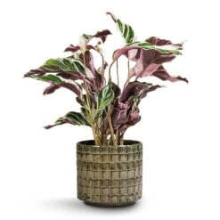 Calathea Fusion White -Indoor Plant Store Calathea Fusion White 14x35cm Stian Plant Pot Moss Green 18x17cm