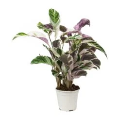 Calathea Fusion White -Indoor Plant Store Calathea Fusion White
