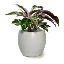 Calathea Fusion White -Indoor Plant Store Calathea Fusion White Cresta Plant Pot Pure White