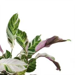 Calathea Fusion White -Indoor Plant Store Calathea Fusion White Leaves