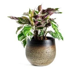 Mya Plant Pot - Deep Champagne -Indoor Plant Store Calathea Fusion White Mya Plant Pot Deep Champagne 718f3dc2 ae13 4ec4 89aa 741f0ca51152