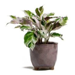 Calathea Fusion White -Indoor Plant Store Calathea Fusion White kaat pink plant pot d5ab7191 512b 4143 aca1 5f135437b65f