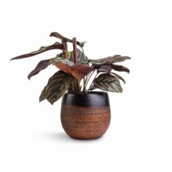 Mya Plant Pot - Shiny Mocha -Indoor Plant Store Calathea Sanderiana Pin Stripe Calathea 14x50cm Mya Plant Pot Shiny Mocha 18x16cm df64169c bacc 443b b2c5 a0c635bba10d